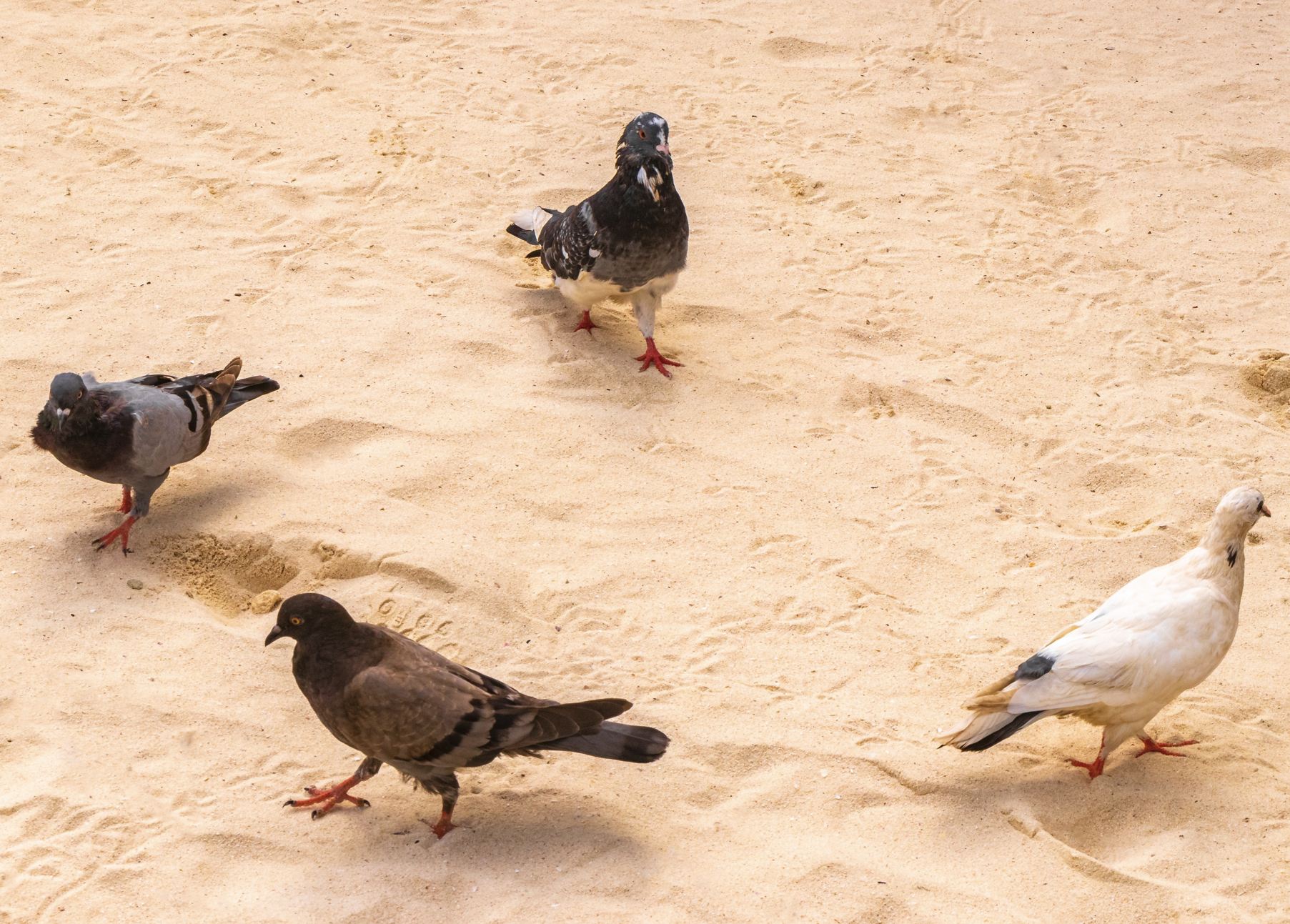 Palomas en la playa en Cancún