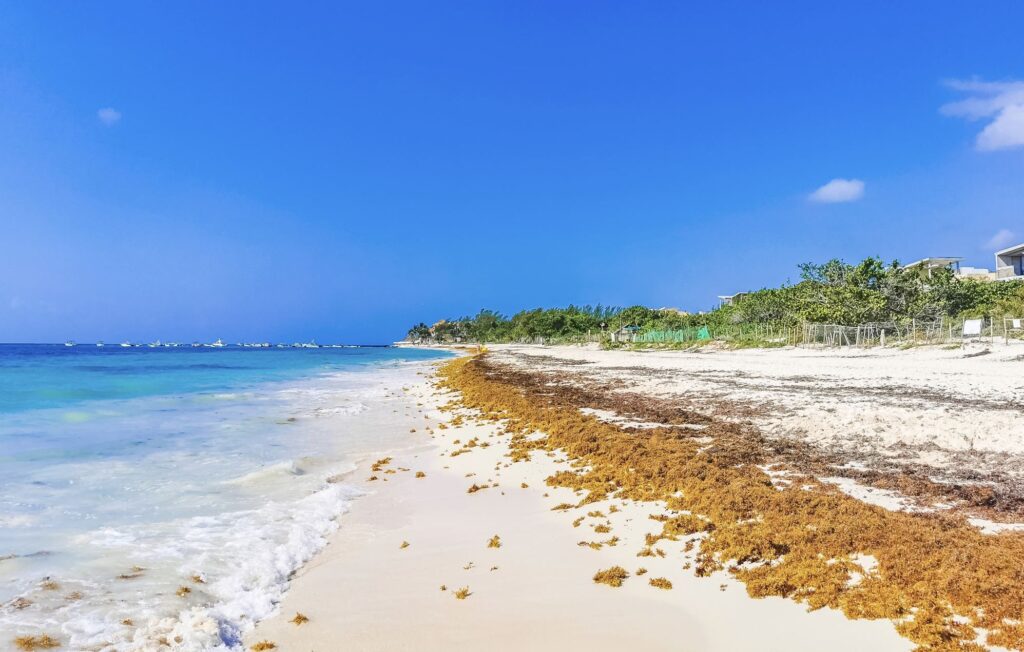 La primera ola masiva de Sargassum de la temporada llega a Cancún de más de 450 km de costa afectada