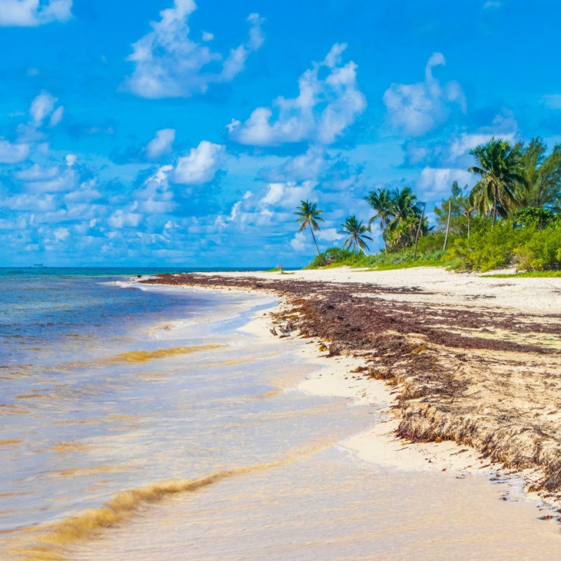 Sargassum lavado en una playa de Playa del Carmen