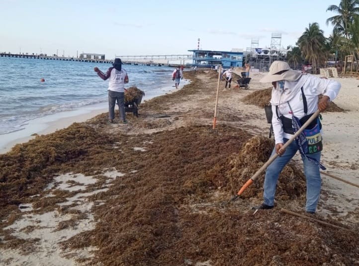 Playa del Carmen Sargassum llegada comparable al año anterior
