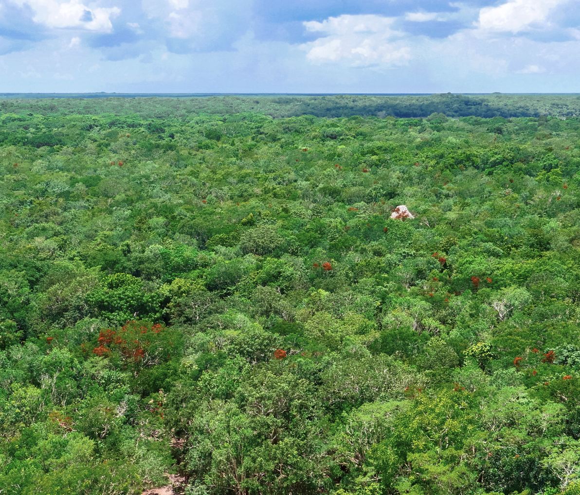Área de la jungla Cancún
