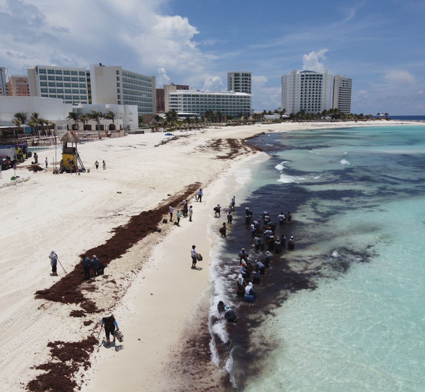 Sargassum Cancún