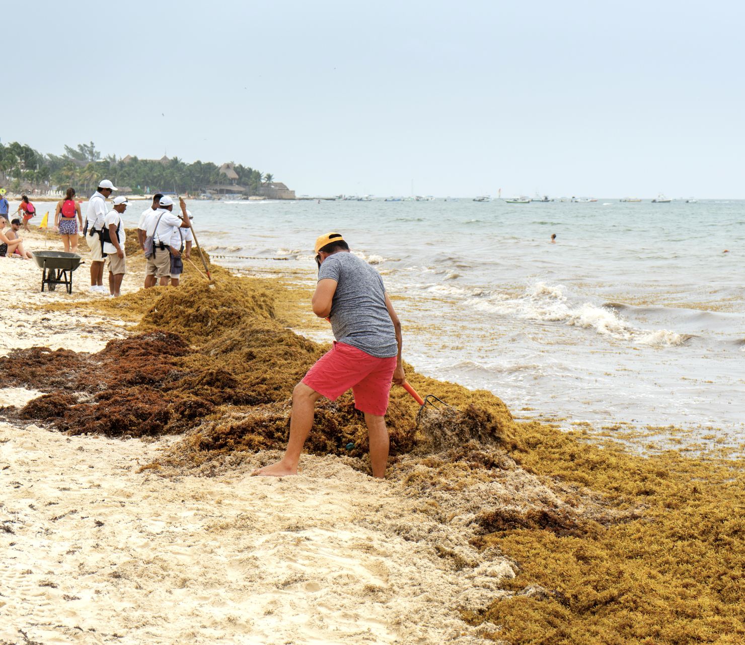 Los trabajadores despejan Sargassum en Playa del Carmen