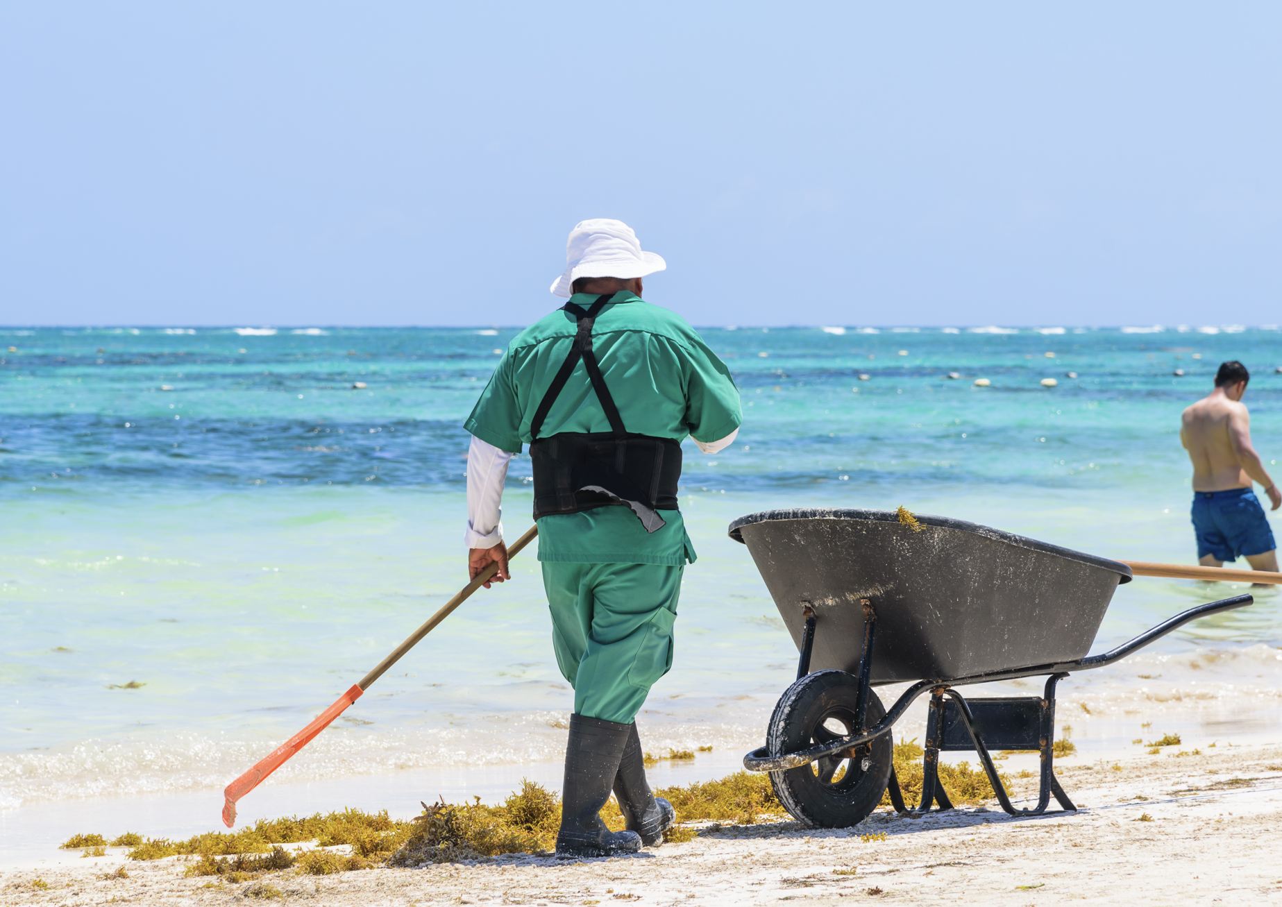El hombre limpia Sargassum en la playa