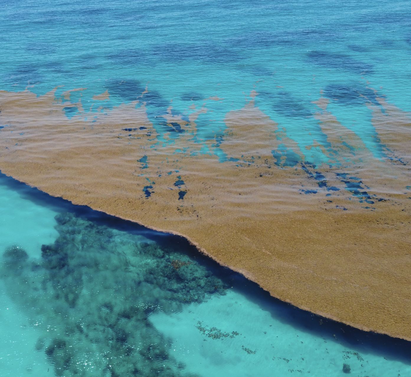 Sargassum flotando en mar