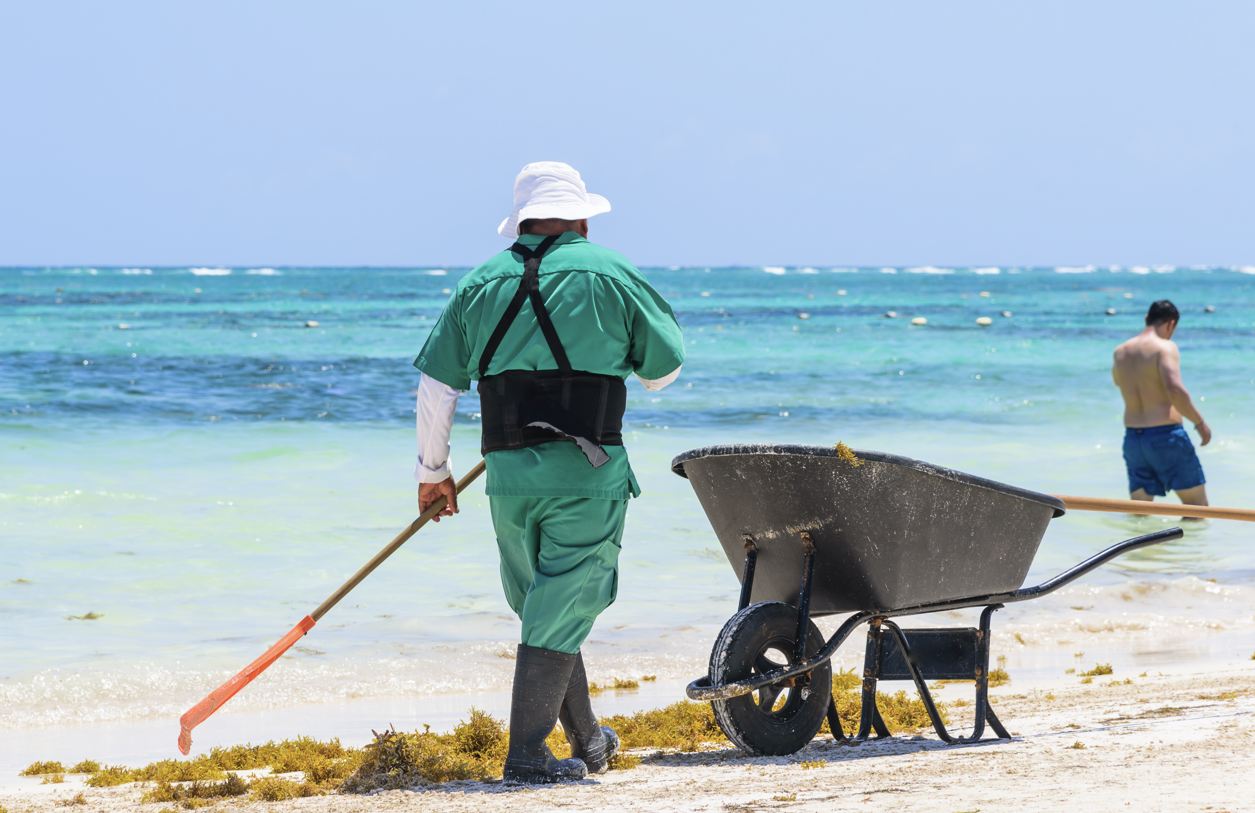 Cancún moviliza un esfuerzo de limpieza masivo cuando Sargassum llega a las famosas playas de bandera azul