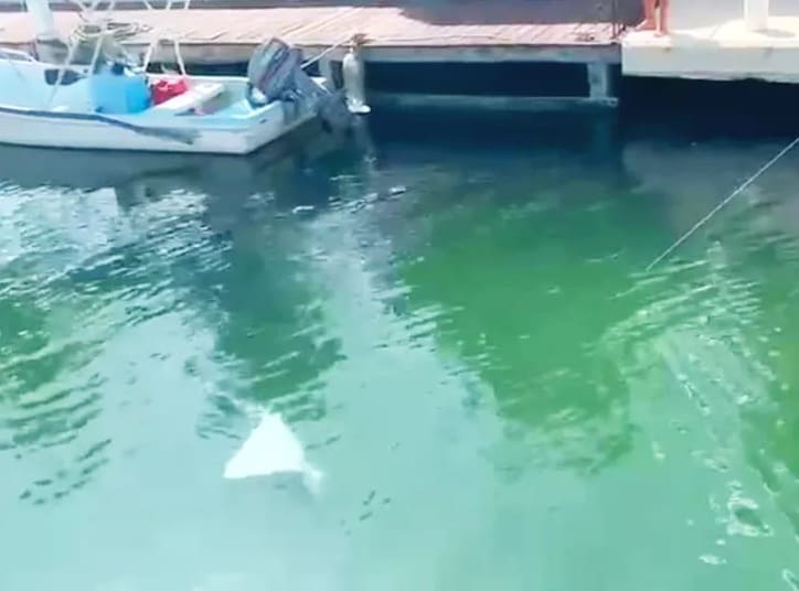 El departamento ambiental de PDC dice que la captura de Puerto Aventuras de Manta Ray 'no intencional'
