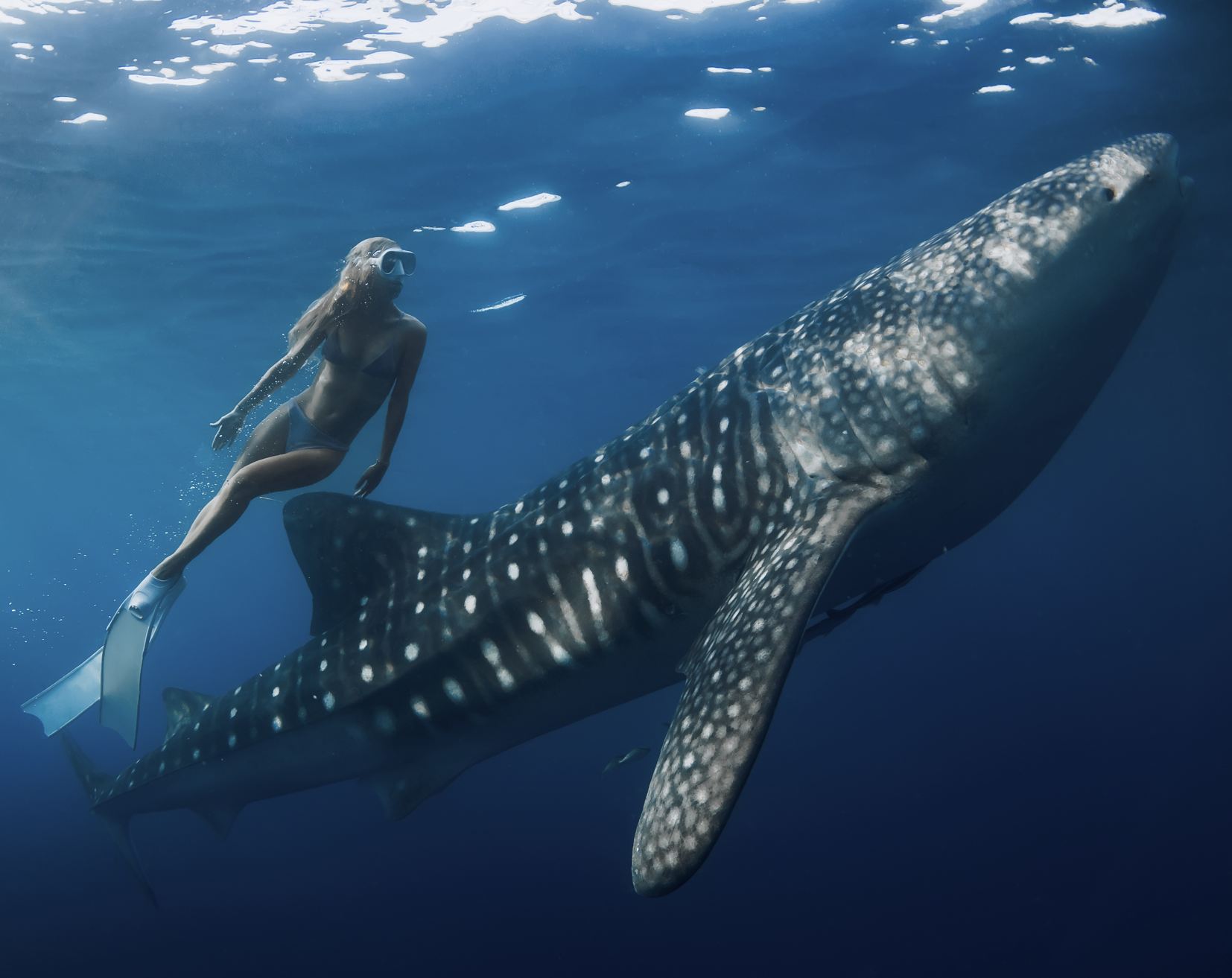 Nadar con tiburones ballena