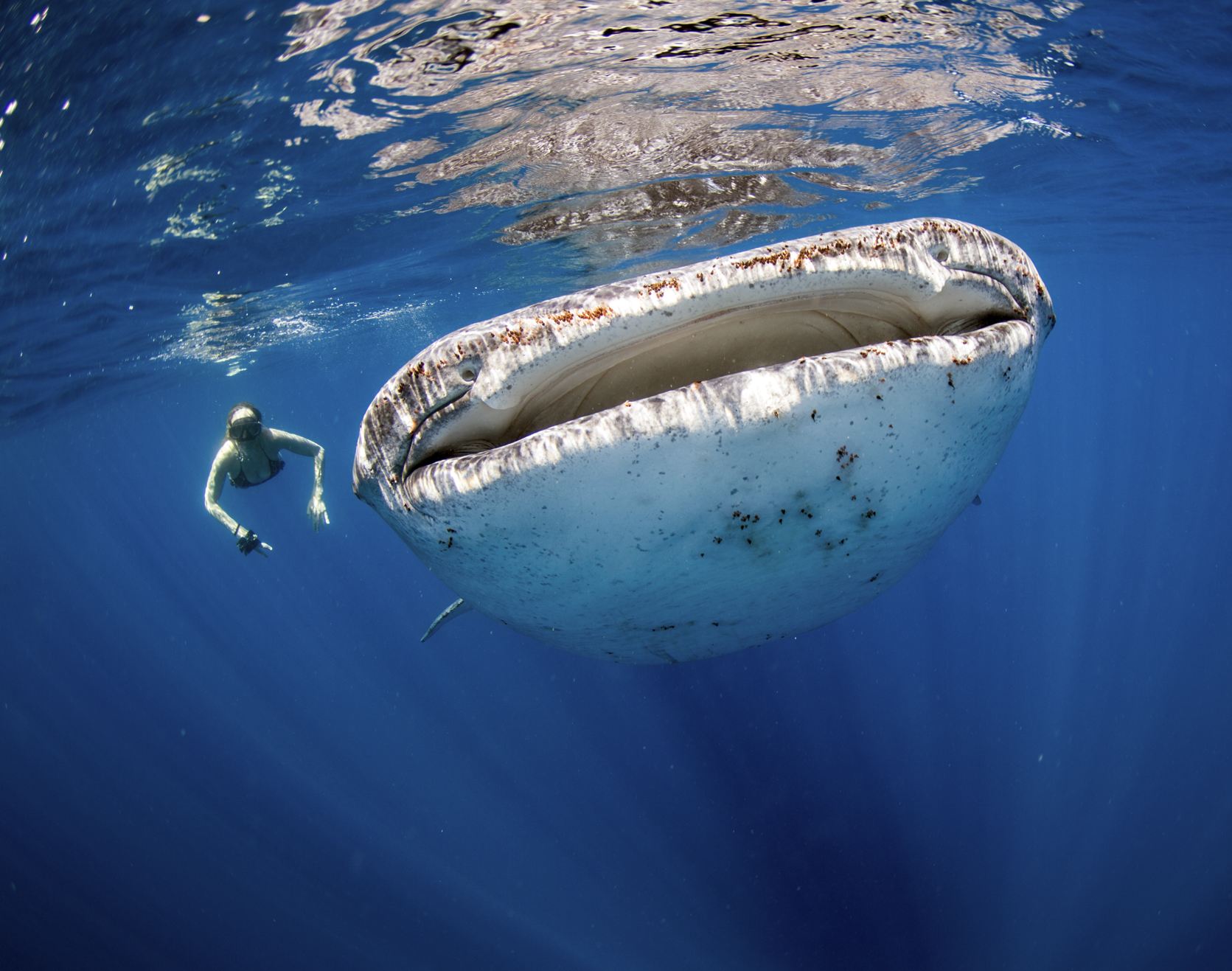 Tamaño bucal de tiburón ballena al lado de la mujer snorkel