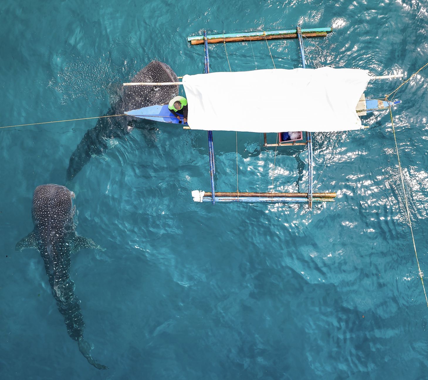 Tiburones de ballenas que rodean el barco