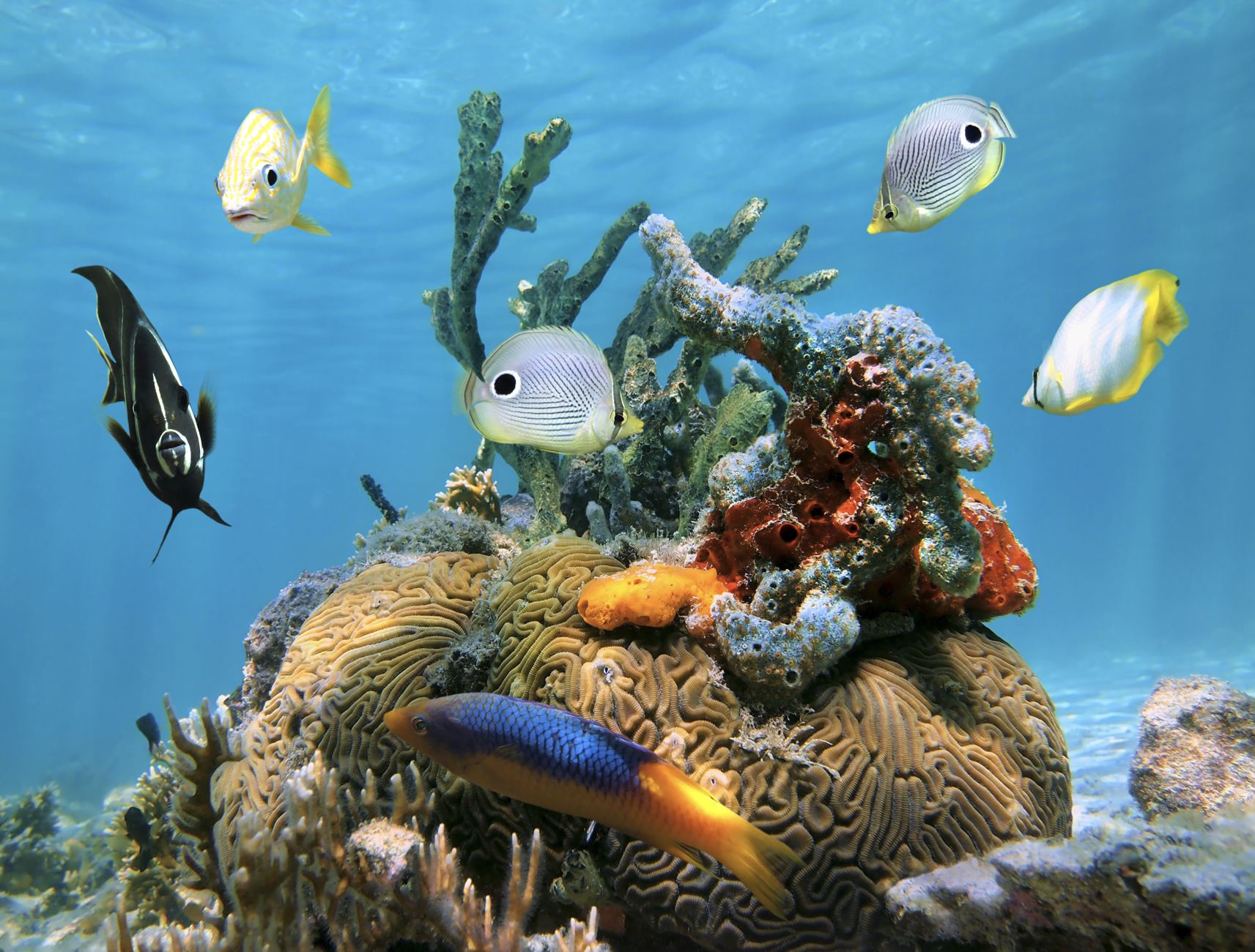Coral cerebral con coloridas esponjas marinas y peces tropicales en el mar Caribe