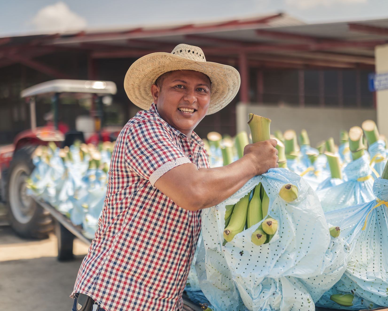 El agricultor mueve los plátanos en Cancún