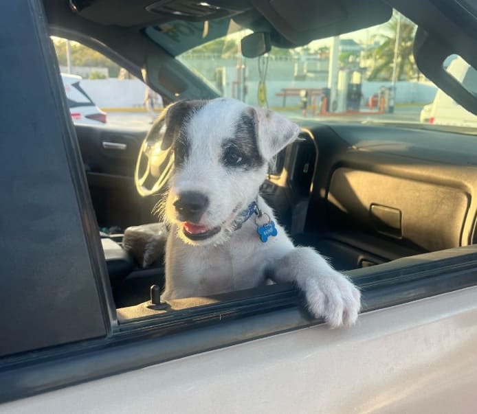 El perro errante consigue que la policía viaje por un día