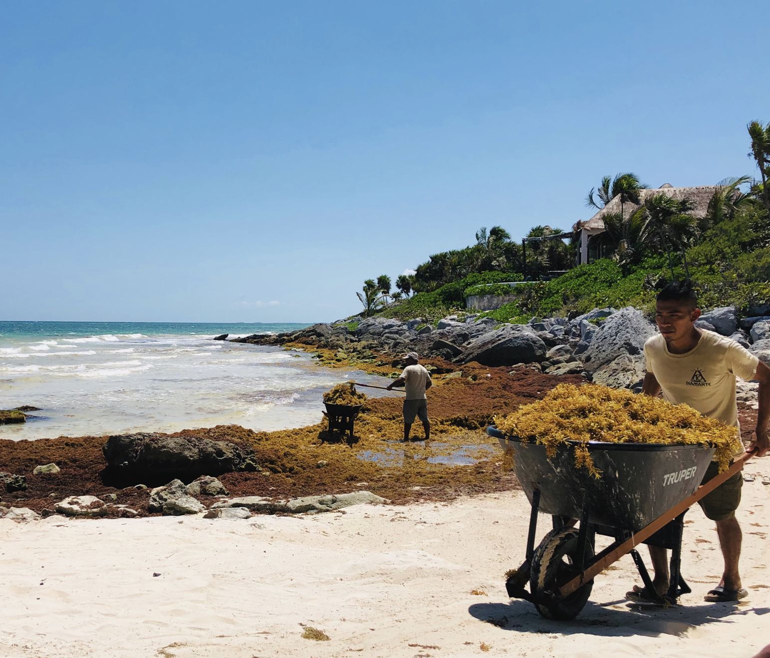 Sargassum limpia tulum