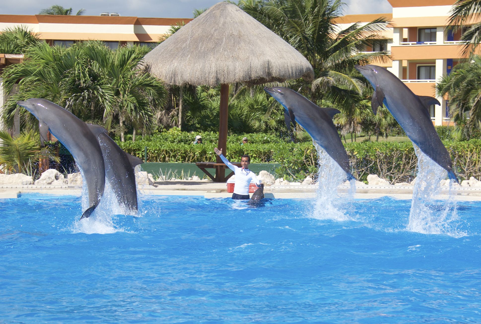 espectáculo de delfines