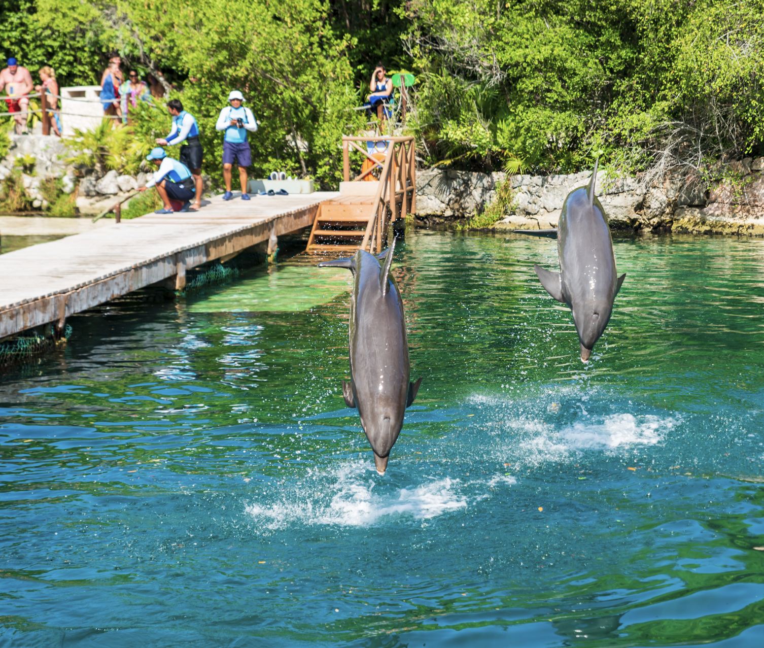Turistas observando delfines desde la distancia.