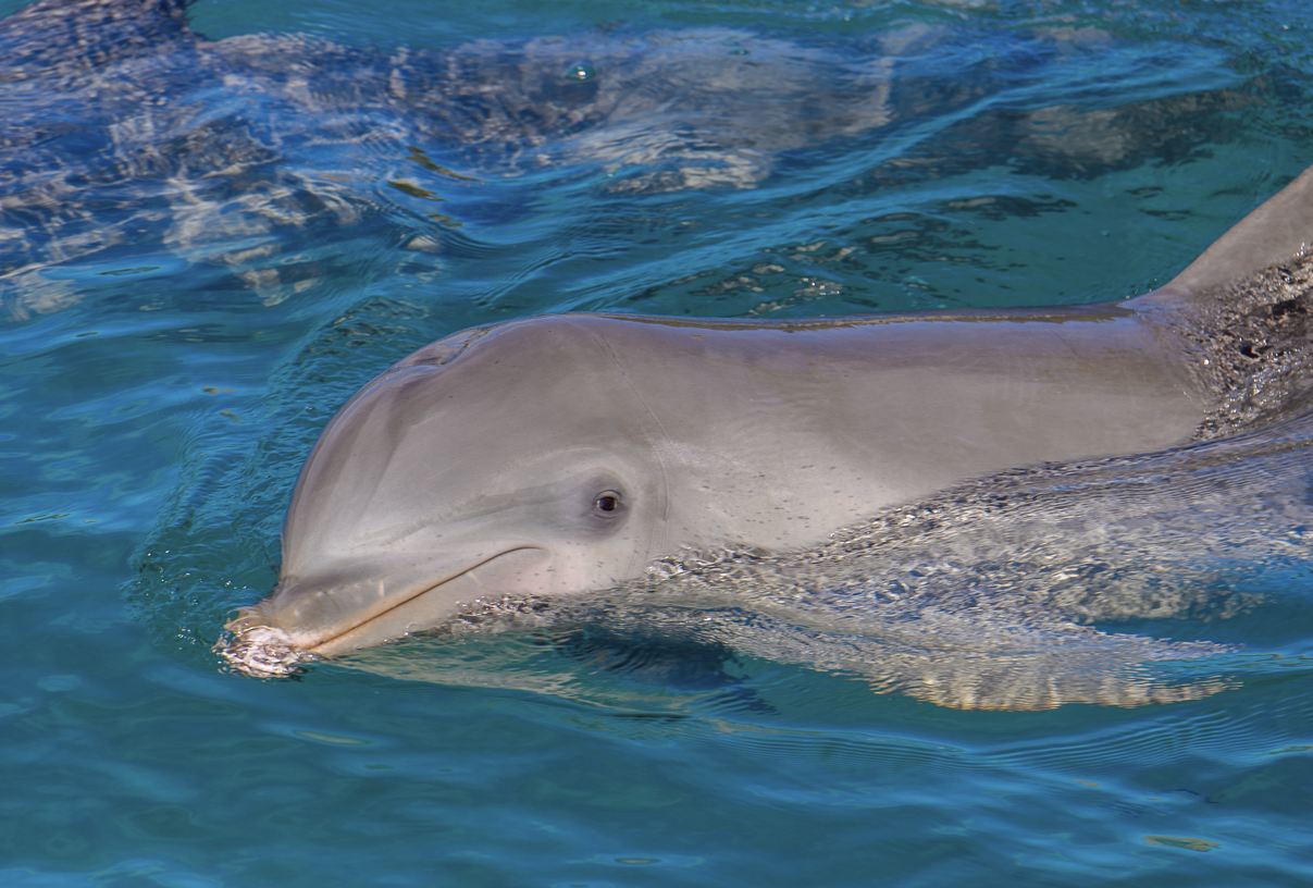 Parque de delfines