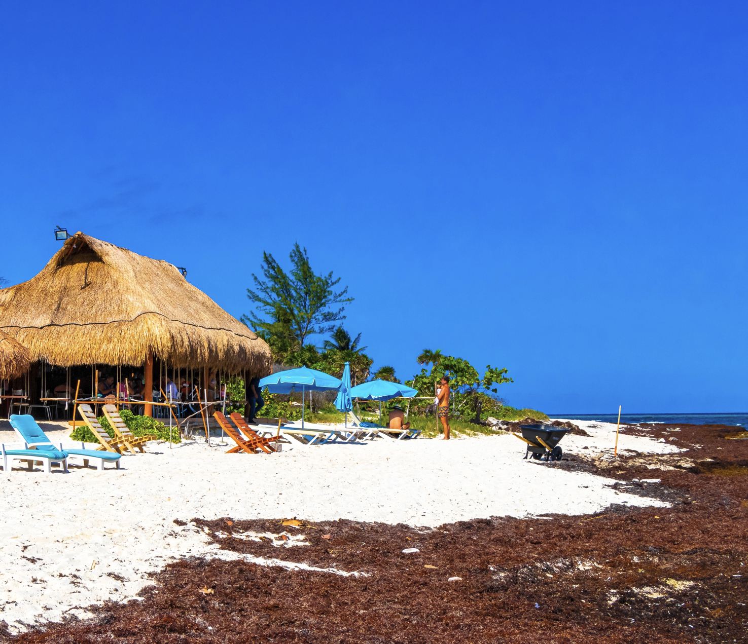 Playa del Carmen Beach con Sargassum