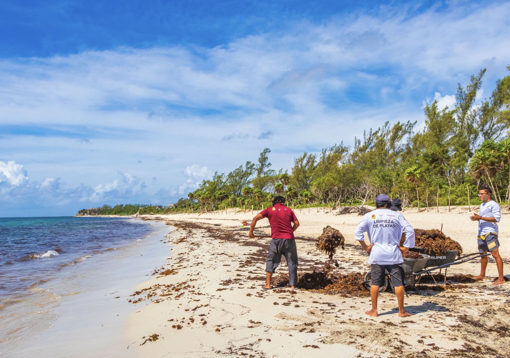 Trabajadores limpian playa de Sargassum playa del carmen