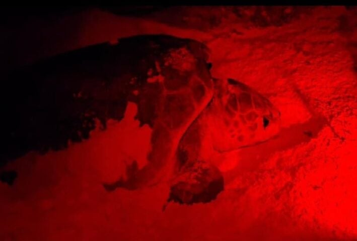 Monitoreo Aumento: Cozumel ya registra 30 nidos de tortugas marinas en la costa este