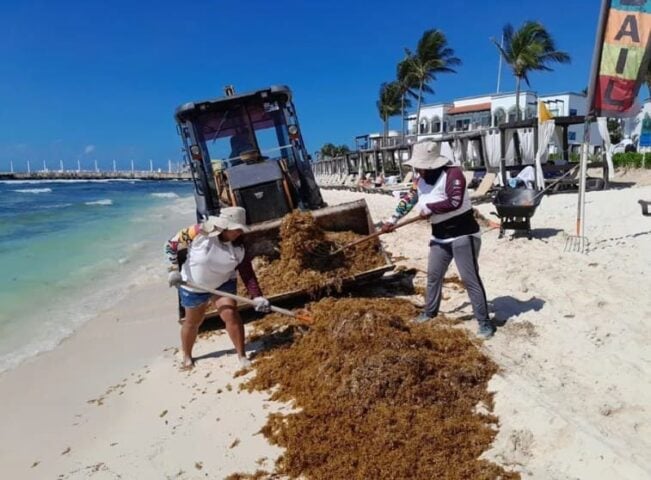 Llegada de masa: personal de Sargassum que elimina casi 200 toneladas de las playas de PDC al día