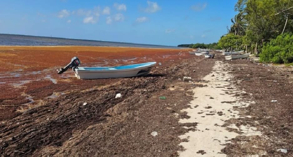 Los pescadores de Costa Maya 'no pueden ir a pescar' debido a la abrumadora llegada de Sargassum