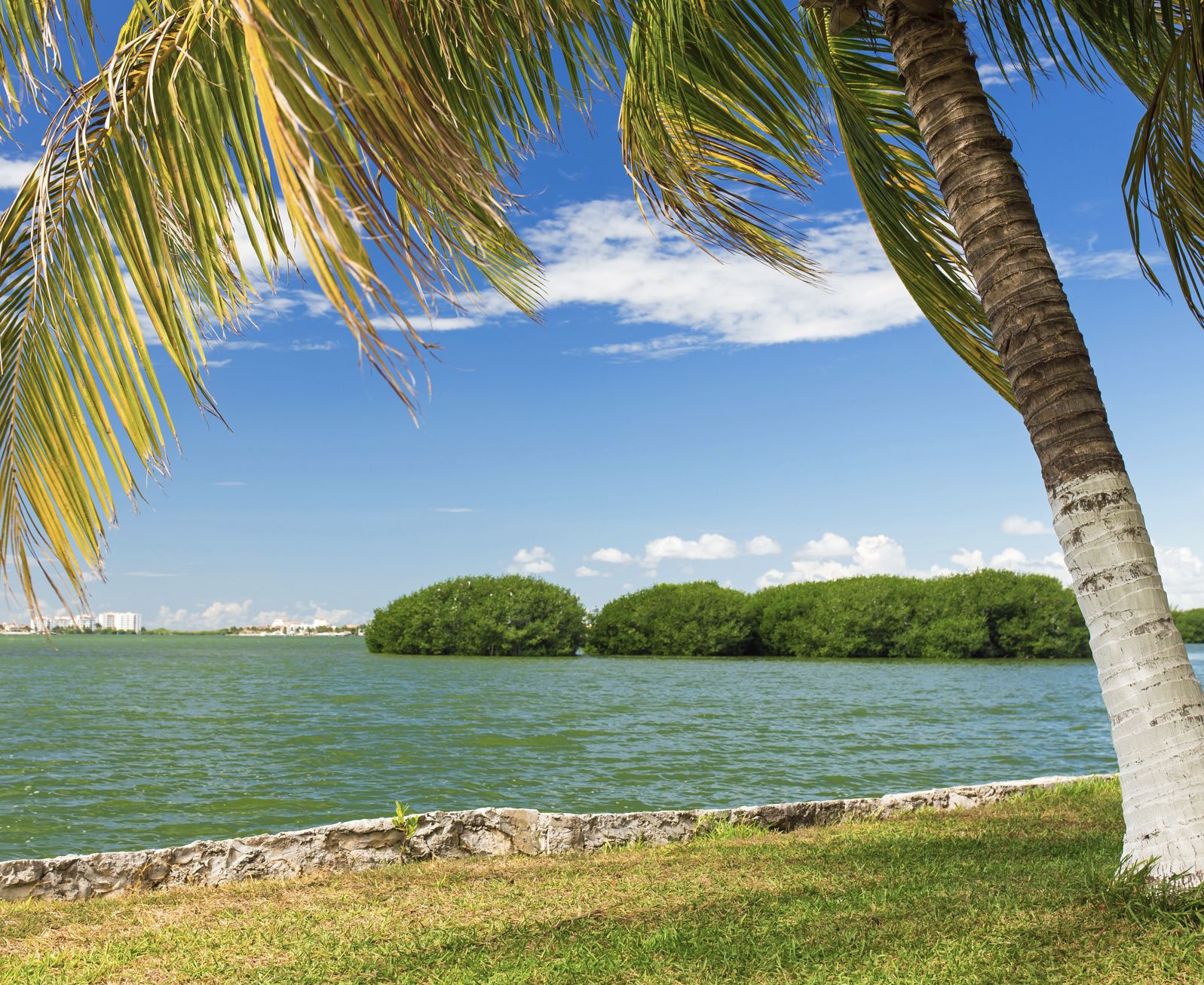 Manglar de Cancún