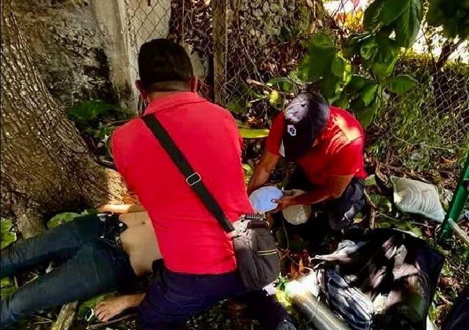 Ploque de árboles mató a la rama enredada de la línea CFE