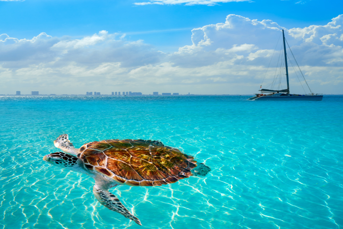 Tortuga marina en el océano