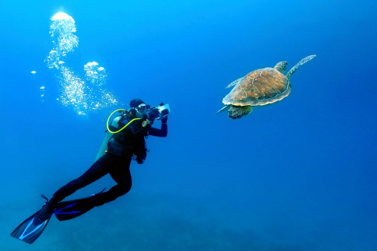 un buzo, buceando con las tortugas marinas