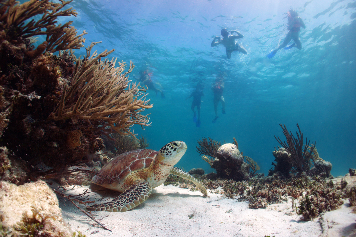 Temporada de anidación de tortugas marinas en Cancún ¡Tu guía para nadar con ellas!