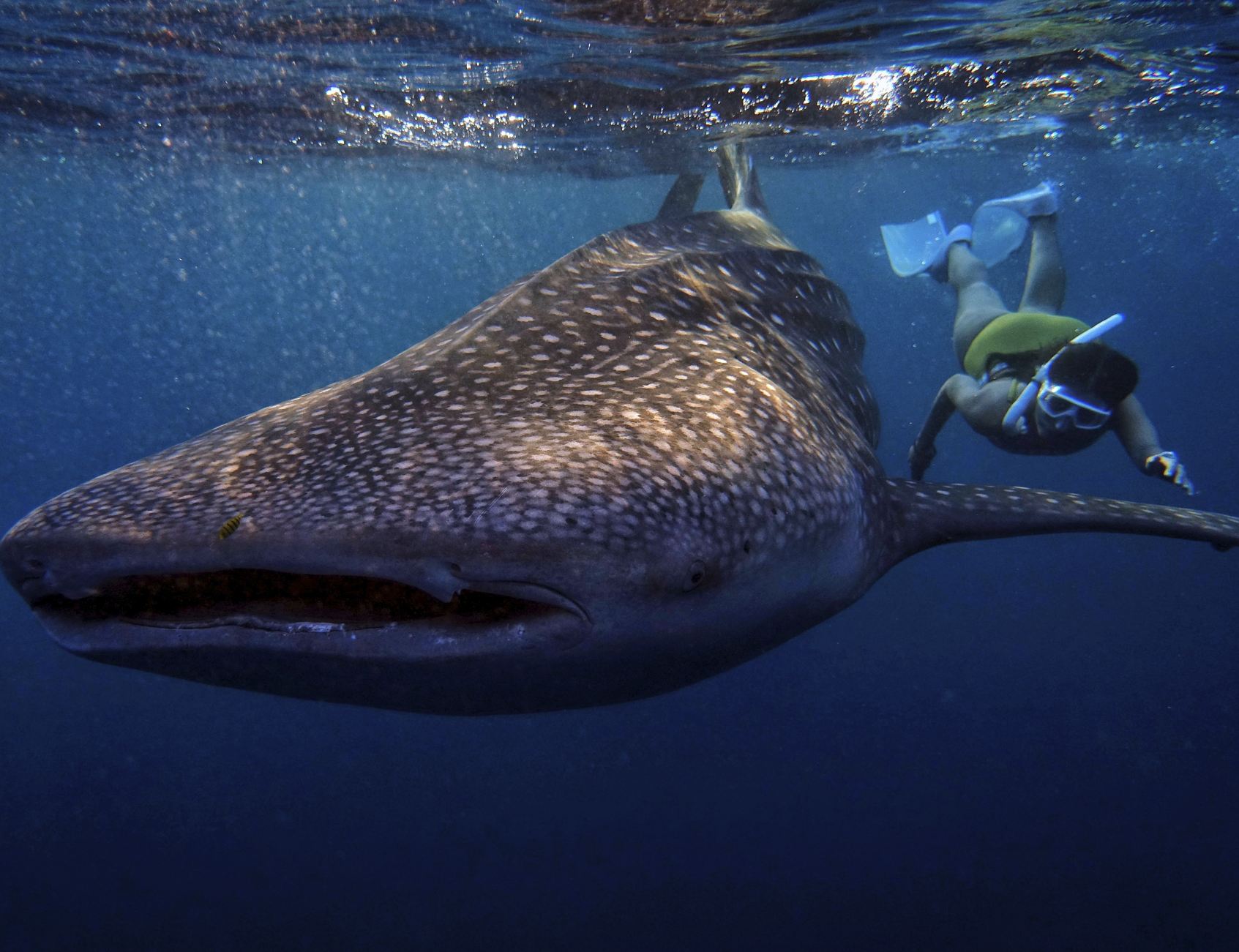 Snorkel con tiburón ballena