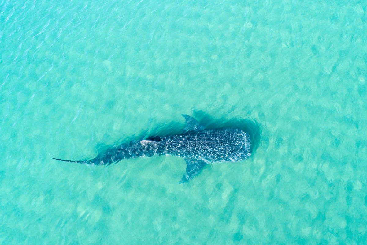 Por qué Holbox será el lugar perfecto para las giras de observación de ballenas este verano