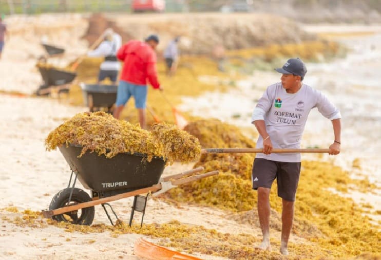 Cientos participan en la eliminación simultánea de Sargassum en masa a lo largo de la costa de Quintana Roo