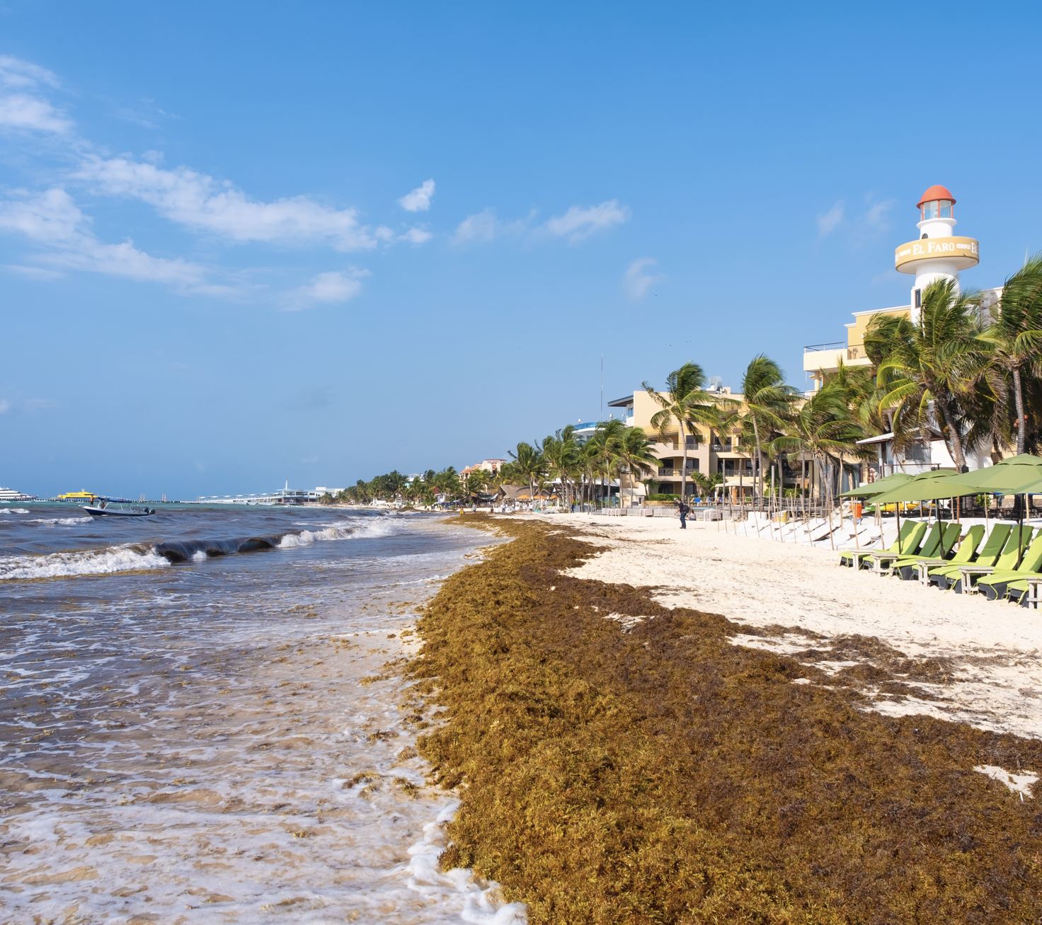Sargazo Playa Del Carmen
