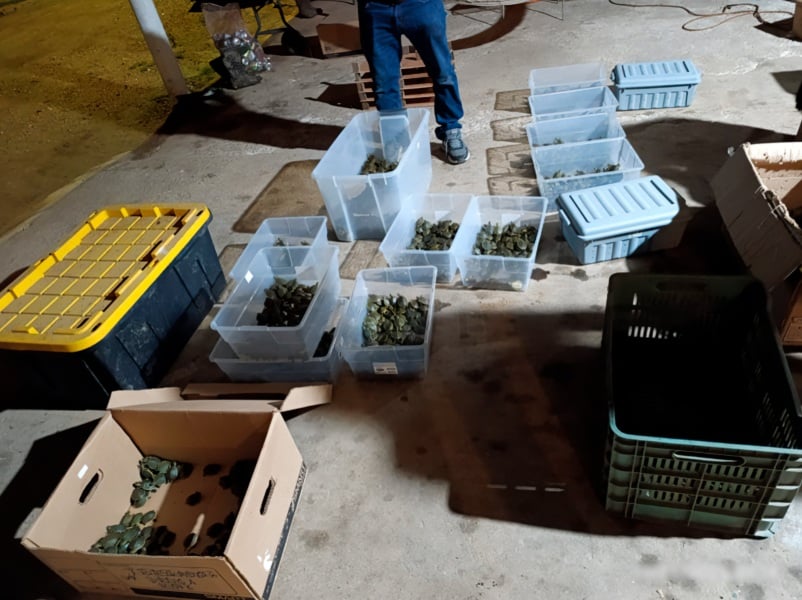 Más de 3.200 crías de tortugas incautadas durante la parada de control de la carretera