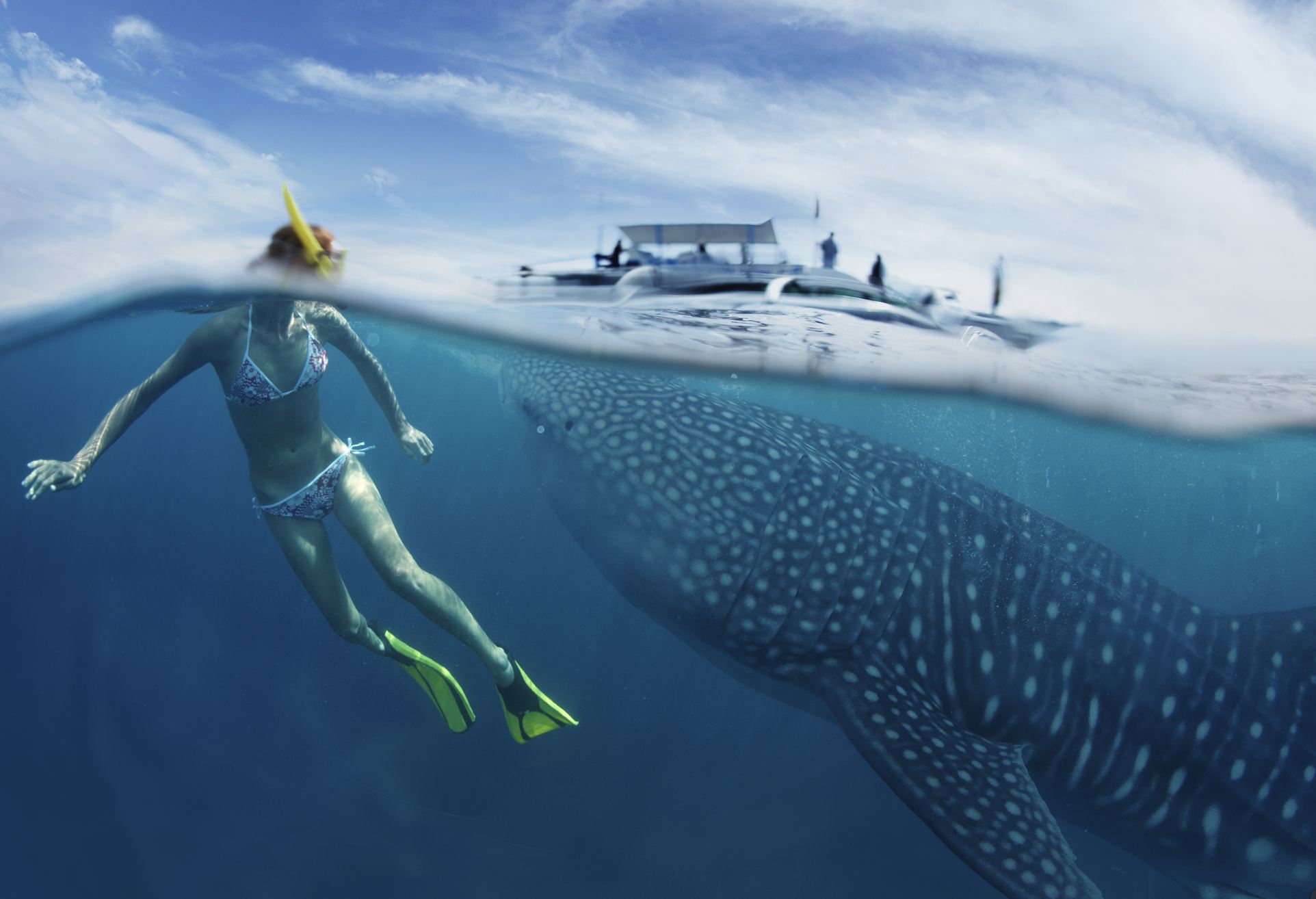 Tour de tiburones de ballena