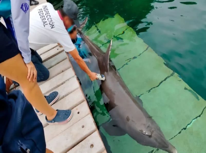 El Senado de México vota a favor de una nueva ley para proteger a los delfines utilizados para el entretenimiento turístico