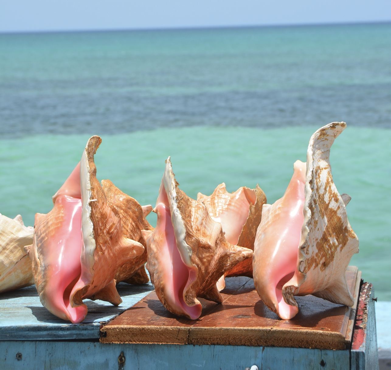 Concha de caracola rosa
