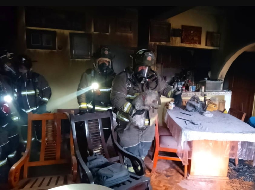 Bombero Rescate Perro Sufriendo inhalación de humo de Burning Home