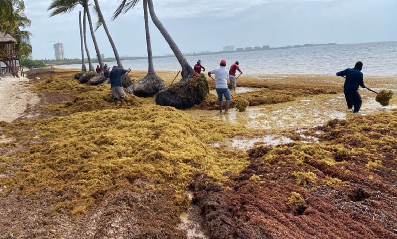 El equipo de limpieza de las fuerzas de ondas tropicales aumenta para eliminar el sargassum lavado