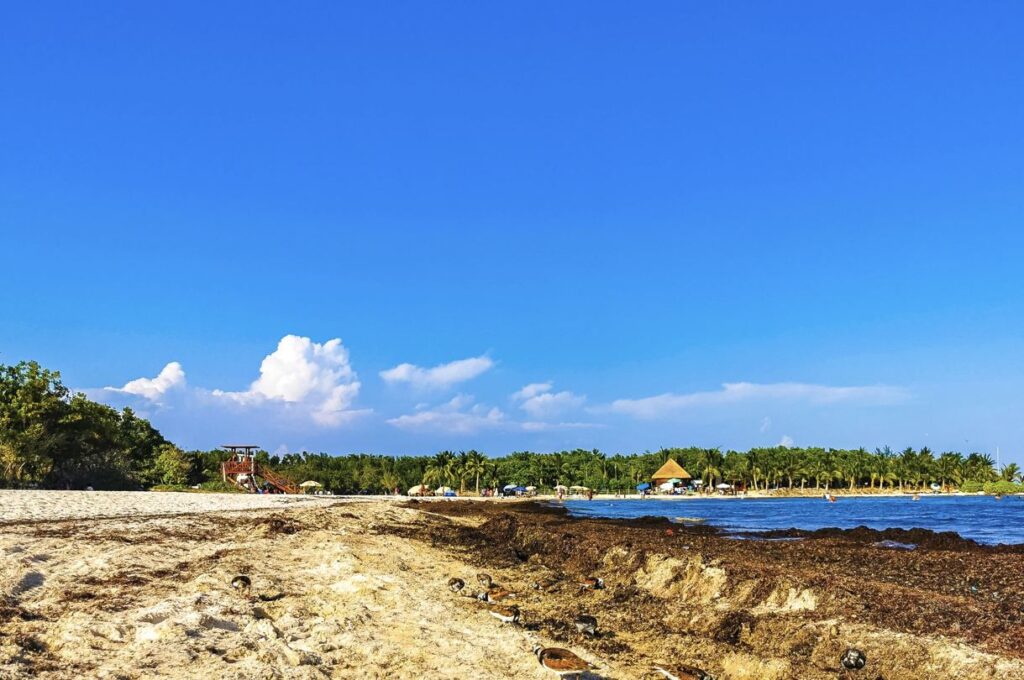Heavy Sargassum reportado en Playa del Carmen y Tulum que afectan los planes de playa