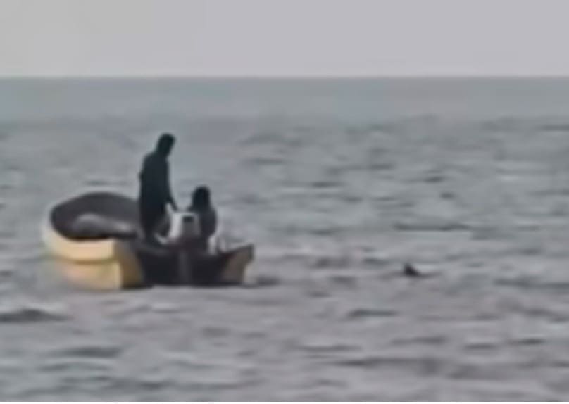 Los pescadores locales rescatan perros desorientados en Bay creían que intencionalmente abandonados