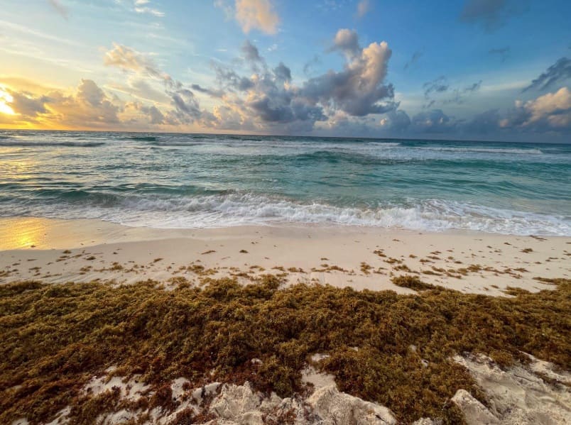 Se necesitan más manos y más dinero para lidiar con Sargassum