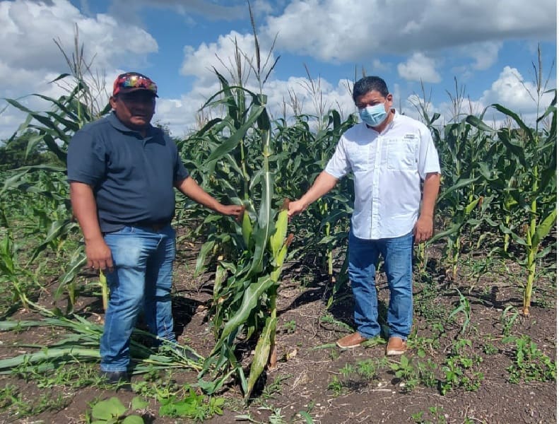 El gobernador dice que la monitorización del estado de las comunidades menonitas para la siembra de los campos de maíz GM
