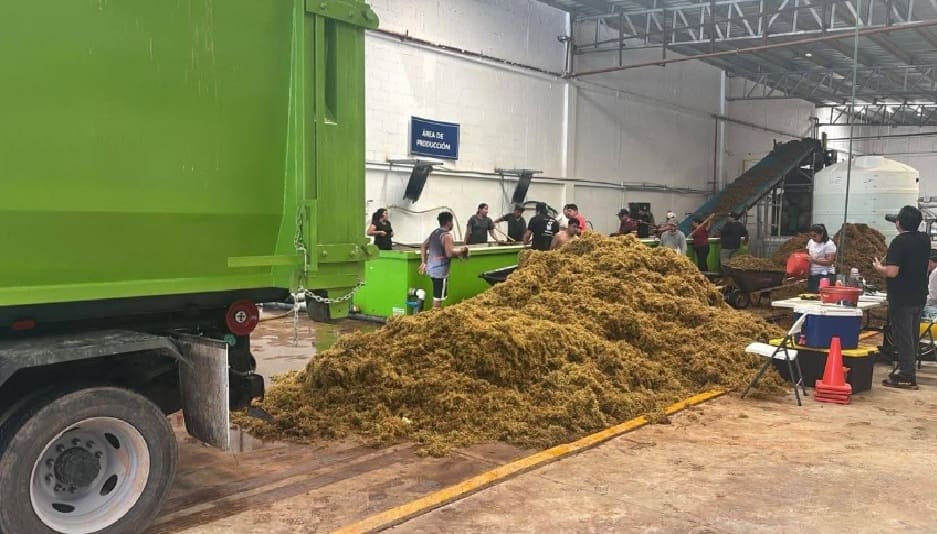 Gobierno en el futuro con el primer centro de transformación de Sargassum del estado