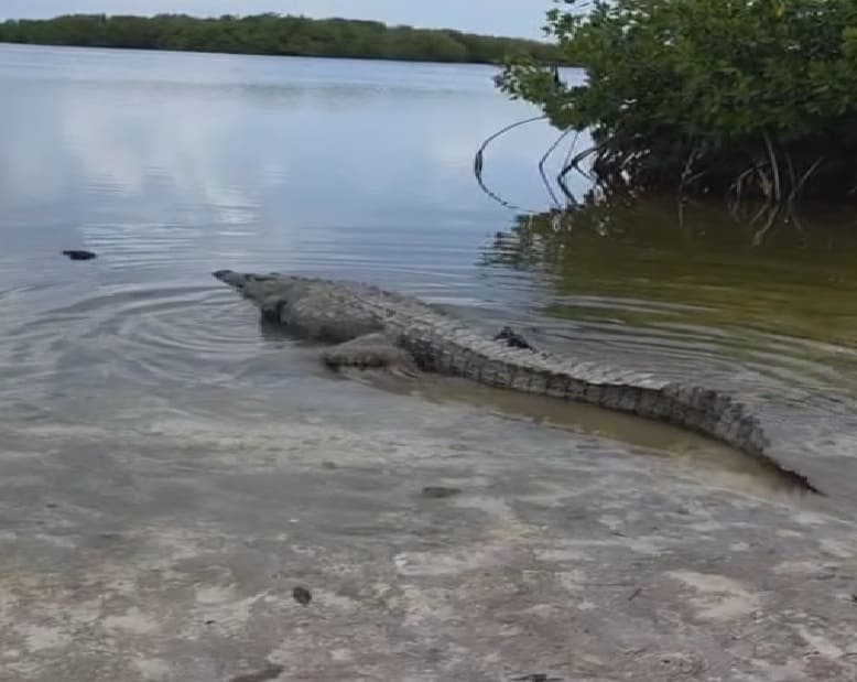 Cocodrilo casi 3 metros de largo reubicado de deambular por la carretera de la isla