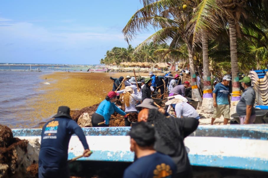 Costa Maya Hotels que informan el 5 por ciento de las tasas de cancelación de Sargassum