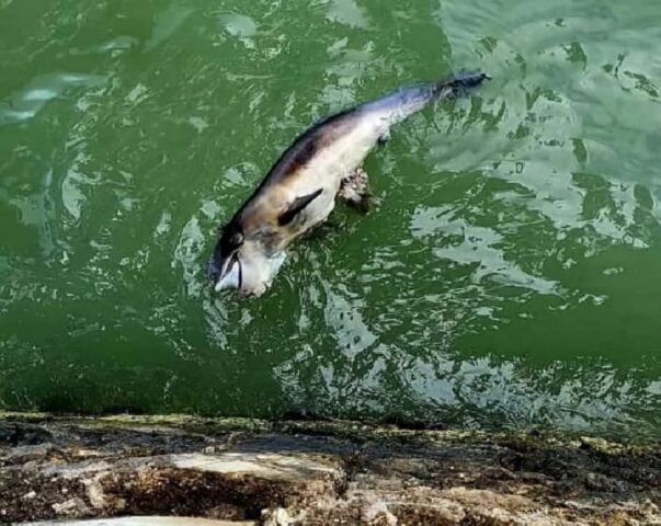 Las autoridades investigan la pantorrilla del delfín lavada en Chetumal Bay