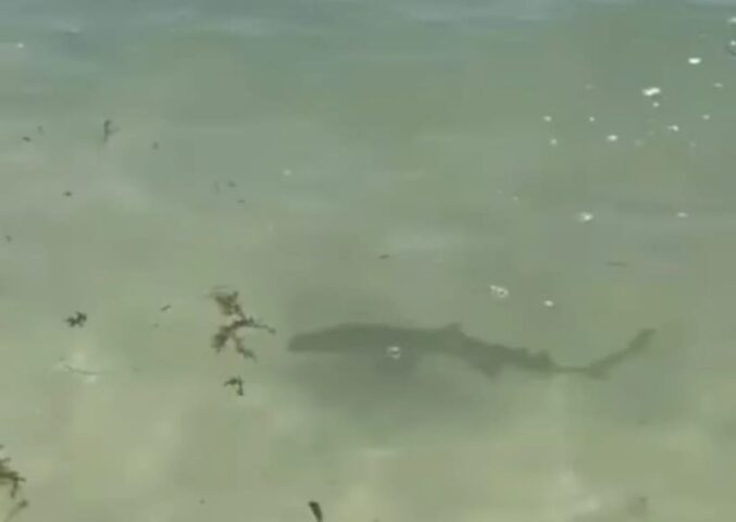 Monitoreo de protección civil Playa del Carmen Playas después del avistamiento de cachorros de tiburones